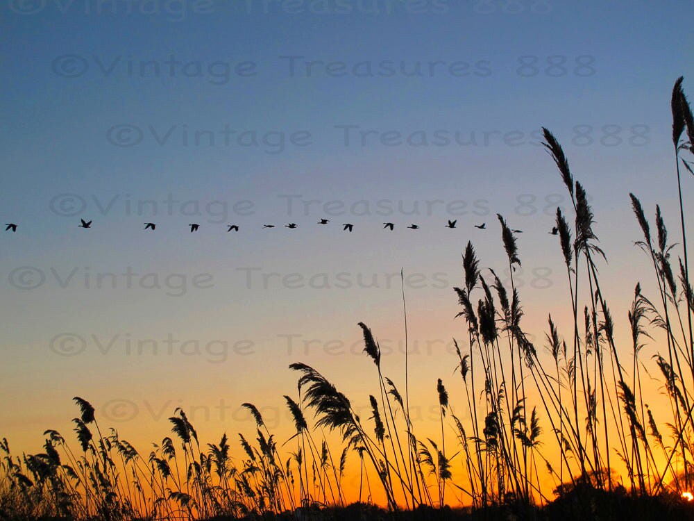 A flock of geese flies above reeds in Southampton, NY