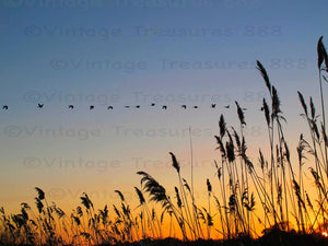 A flock of geese flies above reeds in Southampton, NY