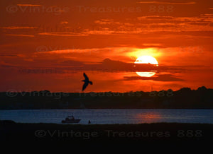 The Sun sets over a Seagull in Westhampton Beach, NY.