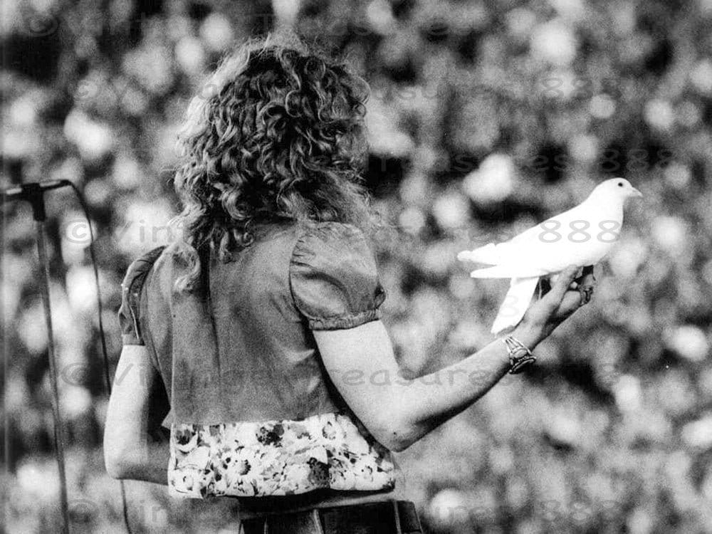 Robert Plant dove picture - from behind