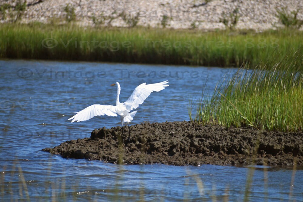 White Egret lifts off, in Orient NY